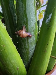 A close up shot of a brown snail crawling on a fresh green aloe vera plant. The image captures natural texture, moisture, and details of the snail’s shell and the aloe vera surface