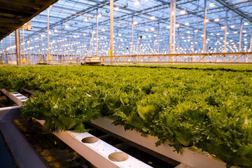 Fresh frillice lettuce grown hydroponically in high-tech greenhouse. Crisp leaf salad in hydroponic trays under artificial LED lights inside climate-controlled hothouse. Sustainable food production.