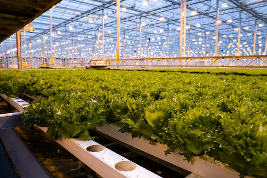 Fresh frillice lettuce grown hydroponically in high-tech greenhouse. Crisp leaf salad in hydroponic trays under artificial LED lights inside climate-controlled hothouse. Sustainable food production.
