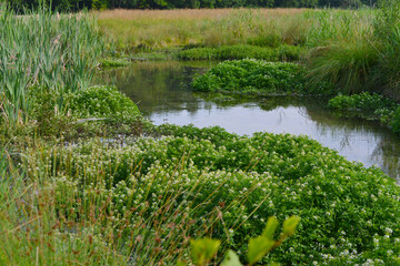 Moosach, Renaturierung, ökologische Ausgleichsmaßnahme , Wasserbiotop, Uferbiotop