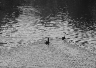 Geese floating on a lake in Adelaide, Australia. Black and white photograph.