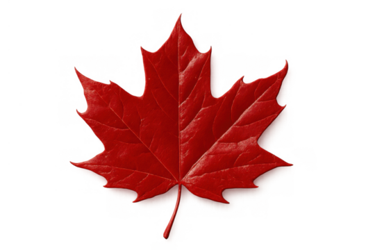 Red maple leaf showing vibrant autumn color, symbolizing canada, nature's seasonal transition, and fall foliage. Transparent background - Powered by Adobe