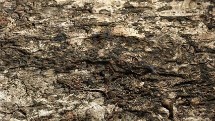 Rough natural tree bark texture