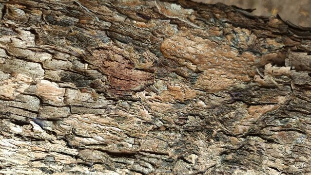 Rough natural tree bark texture