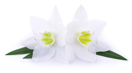 White lily flowers isolated on white background