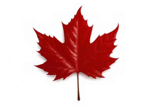 Red maple leaf forming a canadian symbol, representing autumn, nature, and the changing season, isolated with transparent background