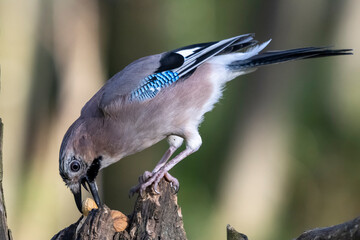 Ghiandaia (Garrulus glandarius)