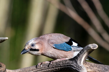 Ghiandaia (Garrulus glandarius)