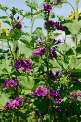 Malve, Kulturmalve,  Malva sylvestris