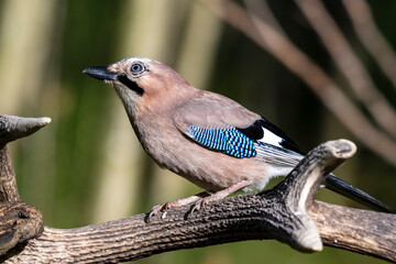 Ghiandaia (Garrulus glandarius)