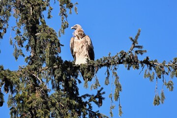 Himalayan Griffon Vulture