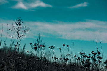 Silhouette of wildflowers against a teal sky with soft, blurred clouds. Wild plants and flowers in silhouette against a skyline.