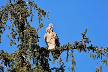 Himalayan Griffon Vulture