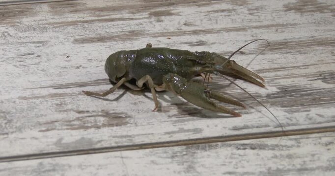A live river crayfish crawling on a table surface in bright light, close-up. For videos about restaurants specializing in river cuisine.