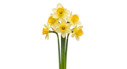 Isolated daffodil bunch, spring flowers of delicate narcissus in bloom, floral arrangement