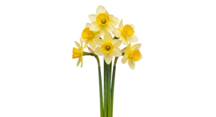 Isolated daffodil bunch, spring flowers of delicate narcissus in bloom, floral arrangement