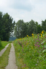 Blühfläche, mehrjahrig