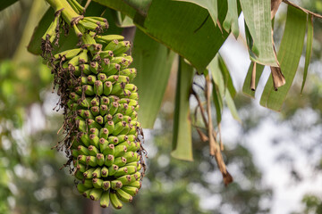 Obraz premium A large, long bunch of Thousand Finger Banana (Pisang Seribu). Rare tropical fruit variety growing on a tree with green leaves.