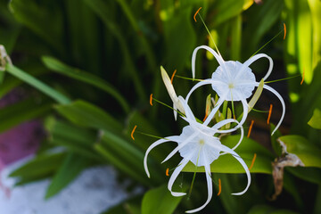white spider lilies bloom among lush green leaves.