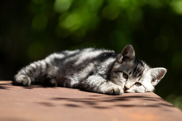 Fototapeta premium 寝ている子猫
