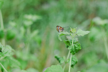 An orange and black butterfly rests on a green leaf.