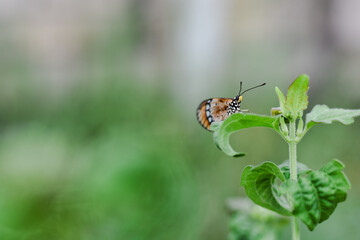 An orange and black butterfly rests on a green leaf.
