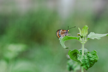 An orange and black butterfly rests on a green leaf.
