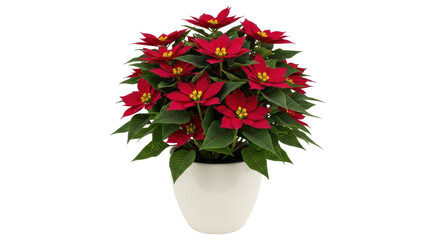 Isolated Poinsettia flower arrangement in white ceramic pot, Christmas holiday plant bright red
