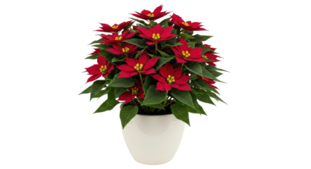 Isolated Poinsettia flower arrangement in white ceramic pot, Christmas holiday plant bright red
