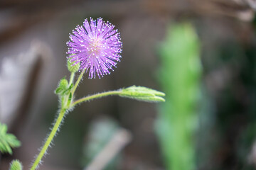 Close up macro of a pink Sensitive Plant (Mimosa pudica) flower. Fluffy purple wildflower head with green buds and bokeh background.