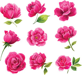 Naklejka premium set of pink roses