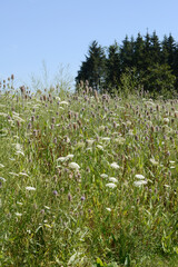 Obraz premium Blühfläche