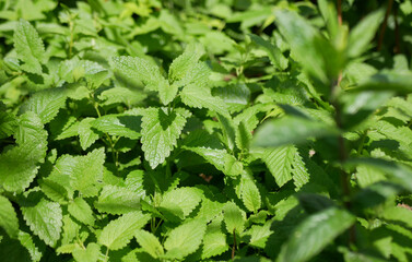 Close-up of a lemon balm bush