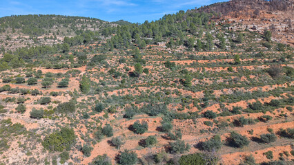 Aerial drone view of terraced hillside covered with olive trees and Mediterranean vegetation in...