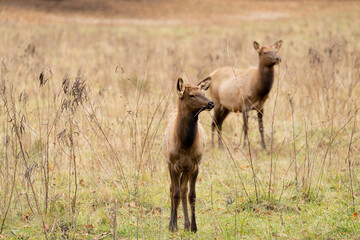 Baby elk in field