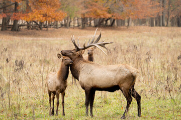 Male and baby elk