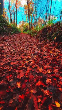 Promenade d'automne en for&ecirc;t