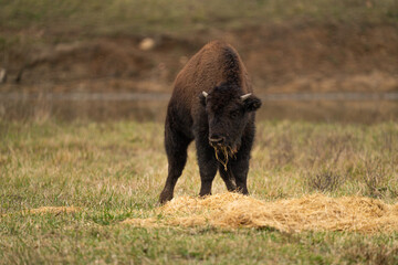 Baby bison eating