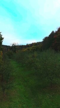 Vu du ciel d'une for&ecirc;t color&eacute;