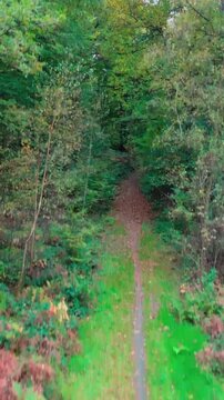 Chemin de for&ecirc;t en automne