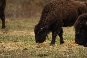 Fototapeta premium american bison grazing in field