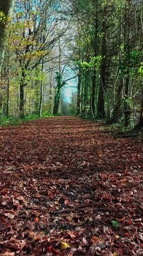 Promenade d'automne en for&ecirc;t color&eacute;