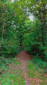 Promenade d'automne en for&ecirc;t color&eacute;
