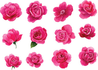 Watercolor pink roses and buds set for elegant floral design isolated