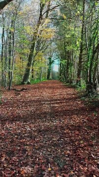 Promenade d'automne en for&ecirc;t color&eacute;