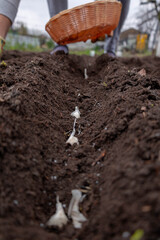 Planting garlic: A hand in a gardening glove sowing cloves into prepared garden soil