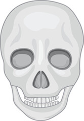 skull Vector