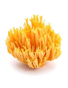 Golden Coral Fungus - A Vibrant Specimen of Ramaria Aurea on White.