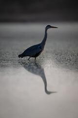 Grey heron walks backlit across calm pool