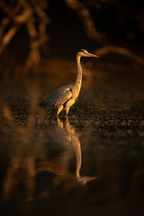 Grey heron wades through pool among bubbles